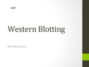 Lab6 Western Blotting BCH 462practical Objective Western blotting