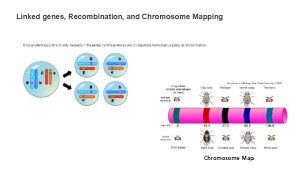Linked genes Recombination and Chromosome Mapping Chromosome Map