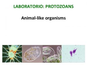LABORATORIO PROTOZOANS Animallike organisms Goals for today Learn