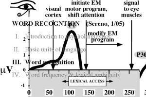 WORD RECOGNTION Sereno 105 I Introduction to psycholinguistics