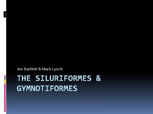 Jen Bartlett Mark Lynch THE SILURIFORMES GYMNOTIFORMES Cypriniformes