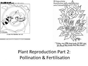 Plant Reproduction Part 2 Pollination Fertilisation Pollination Pollination
