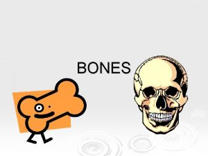 BONES The Skeleton Contains approx 206 bones Main