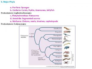 5 Major Phyla a Porifera Sponges b Cnidaria