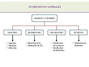 NUTRICIN EN ANIMALES APARATOS Y SISTEMAS DIGESTIVO Ingestin