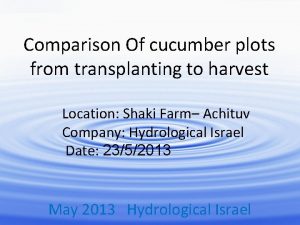 Comparison Of cucumber plots from transplanting to harvest