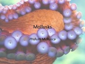 Mollusks Phylum Mollusca Mollusks Mollusk softbodied organisms that