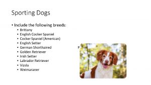 Sporting Dogs Include the following breeds Brittany English