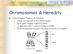 Chromosomes Heredity n Chromosome Theory of Heredity n