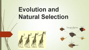 Evolution and Natural Selection Evolution vs Natural Selection