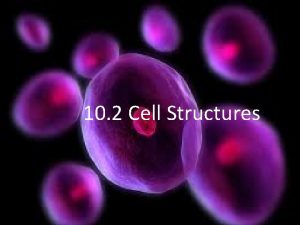 10 2 Cell Structures Each type of organelle