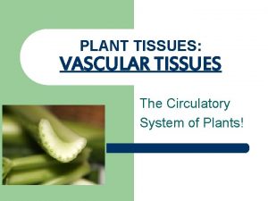 PLANT TISSUES VASCULAR TISSUES The Circulatory System of