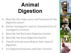 Animal Digestion A Describe the major parts and