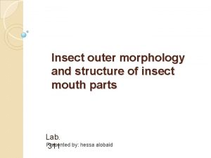 Insect outer morphology and structure of insect mouth