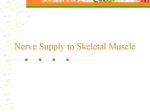 Nerve Supply to Skeletal Muscle Nerve Supply The