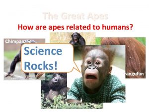 The Great Apes How are apes related to