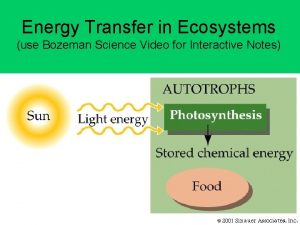 Energy Transfer in Ecosystems use Bozeman Science Video