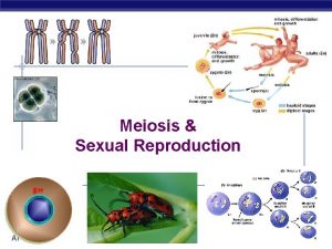 Meiosis Sexual Reproduction AP Biology 2007 2008 Cell