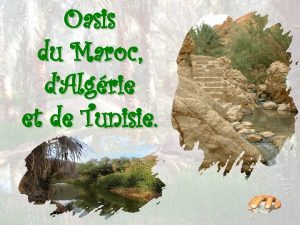 Oasis du Maroc dAlgrie et de Tunisie Une