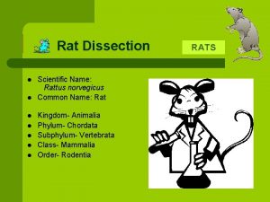 Rat Dissection l l l l Scientific Name