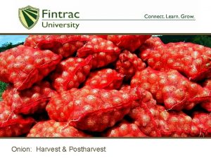 Onion Harvest Postharvest Introduction A number of mistakes