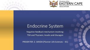 Endocrine System Negative feedback mechanism involving TSH and