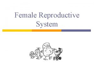 Female Reproductive System Adolescence Puberty p Burst of