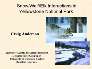 SnowWolfElk Interactions in Yellowstone National Park Craig Anderson