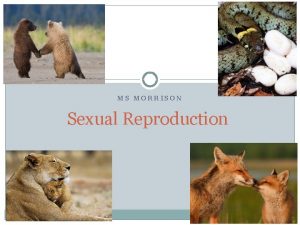 MS MORRISON Sexual Reproduction Sexual Reproduction has 3