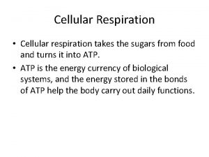 Cellular Respiration Cellular respiration takes the sugars from