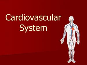Cardiovascular System Cardiovascular System n Cardio heart n