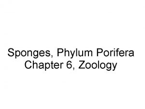 Sponges Phylum Porifera Chapter 6 Zoology Phylum Porifera