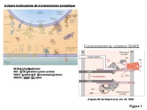 Acteurs molculaires de la transmission synaptique Fonctionnement du