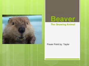 Beaver The Gnawing Animal Power Point by Taylor