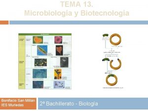 TEMA 13 Microbiologa y Biotecnologa Bonifacio San Milln