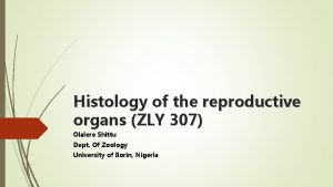 Histology of the reproductive organs ZLY 307 Olalere