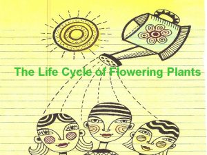 The Life Cycle of Flowering Plants The Life