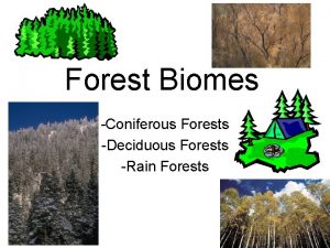 Forest Biomes Coniferous Forests Deciduous Forests Rain Forests