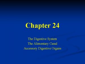 Chapter 24 The Digestive System The Alimentary Canal