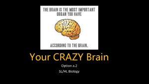 Your CRAZY Brain Option a 2 SLHL Biology
