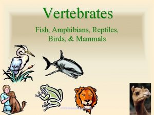 Vertebrates Fish Amphibians Reptiles Birds Mammals www assignmentpoint