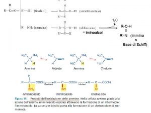 H 2 O RCH iminoalcol RN immina o