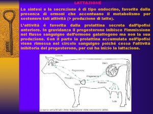 LATTAZIONE La sintesi e la secrezione di tipo