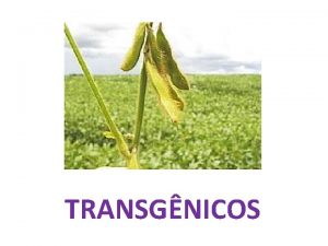 TRANSGNICOS O que so Transgnicos ou OGMs Organismos