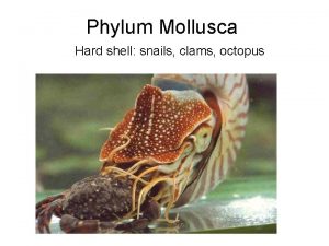 Phylum Mollusca Hard shell snails clams octopus Characteristics