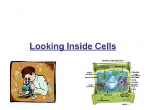 Looking Inside Cells Cell Wall The rigid outer