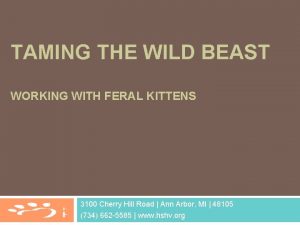 TAMING THE WILD BEAST WORKING WITH FERAL KITTENS