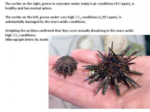 The urchin on the right grown in seawater