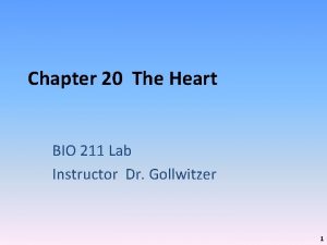 Chapter 20 The Heart BIO 211 Lab Instructor