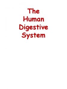 The Human Digestive System Oral Cavity Chewing Saliva